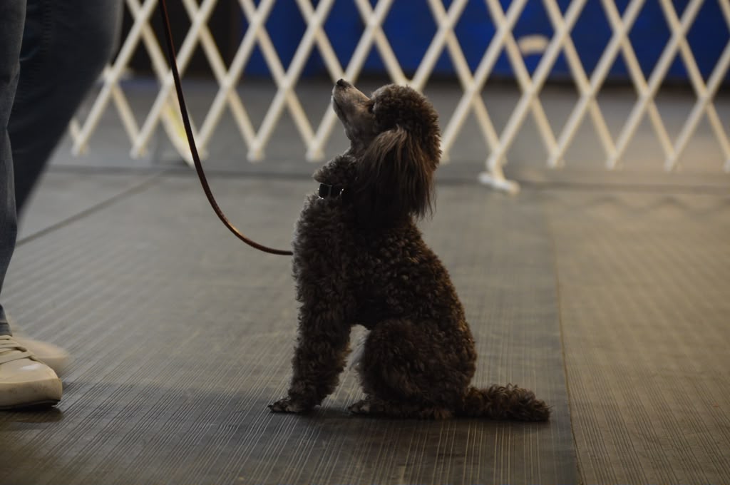 Miniature poodle sitting at attention, looking up at its handler