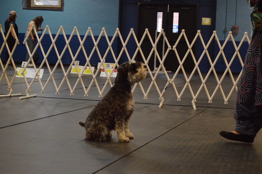 Dog holding a sit-stay beside the rally signs during class