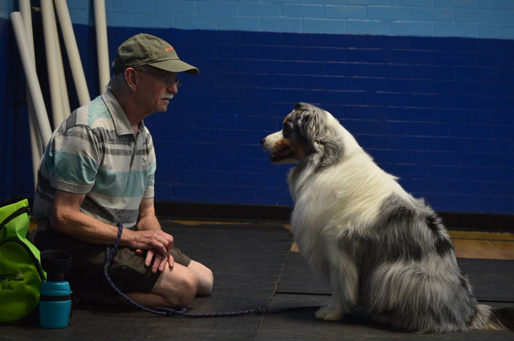 Blue merle Australian Shepherd watching its handler closely