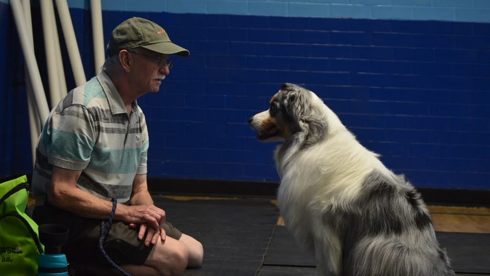 Australian Shepherd focused on its handler during obedience training