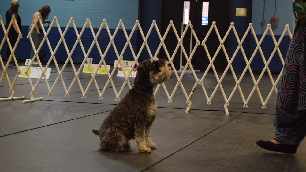 Dog holding a sit-stay beside the rally signs during class